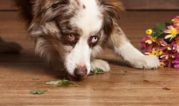 hardwood-care Hardwood flooring | The Carpet Stop